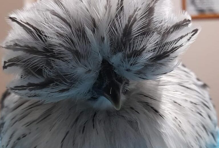 Backyard Chickens - My Favorite Chicken