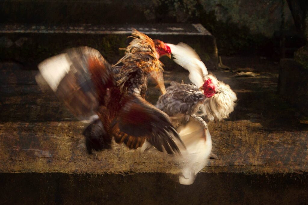 Why Do Roosters Attack Humans ~ Roosters Attacking Stories From The Farm Chicken Stories - True Stories - Close-Up Photo Of Two Chickens Fighting