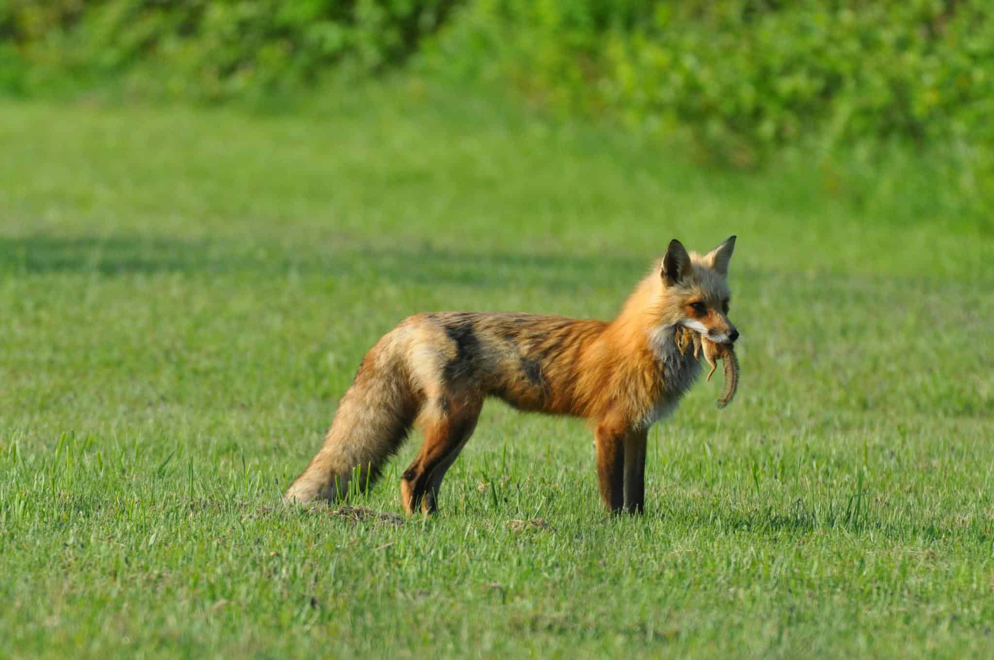 Poultry Flock Protection ~ Photo Of A Brown Fox With A Chipmunk On It'S Mouth