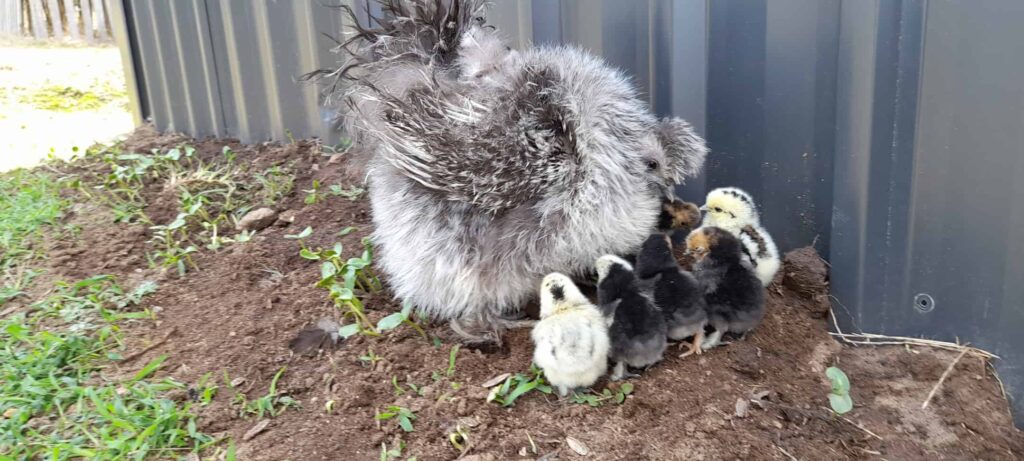 Hatching Eggs To Laying Hen: A 2025 Guide To Chicken Development Under A Mother Hen 4 Laying Hen : From Chicken In An Egg To Day One Out Foraging