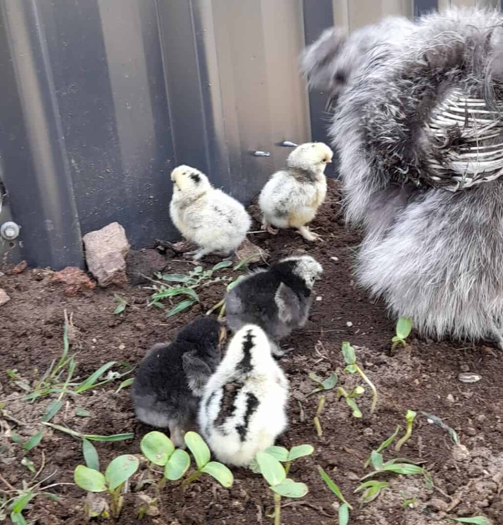 Hatching Eggs To Laying Hen: A 2025 Guide To Chicken Development Under A Mother Hen 2 Laying Hen: From Chick To Hen