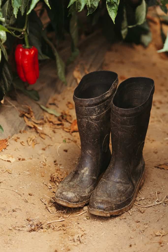 Chicken Coop Clean Up With Rubber Boots Next To Shrub With Red Pepper